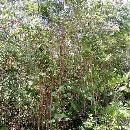 Ecolodge Uh May Francisco Uh May Luaran gambar