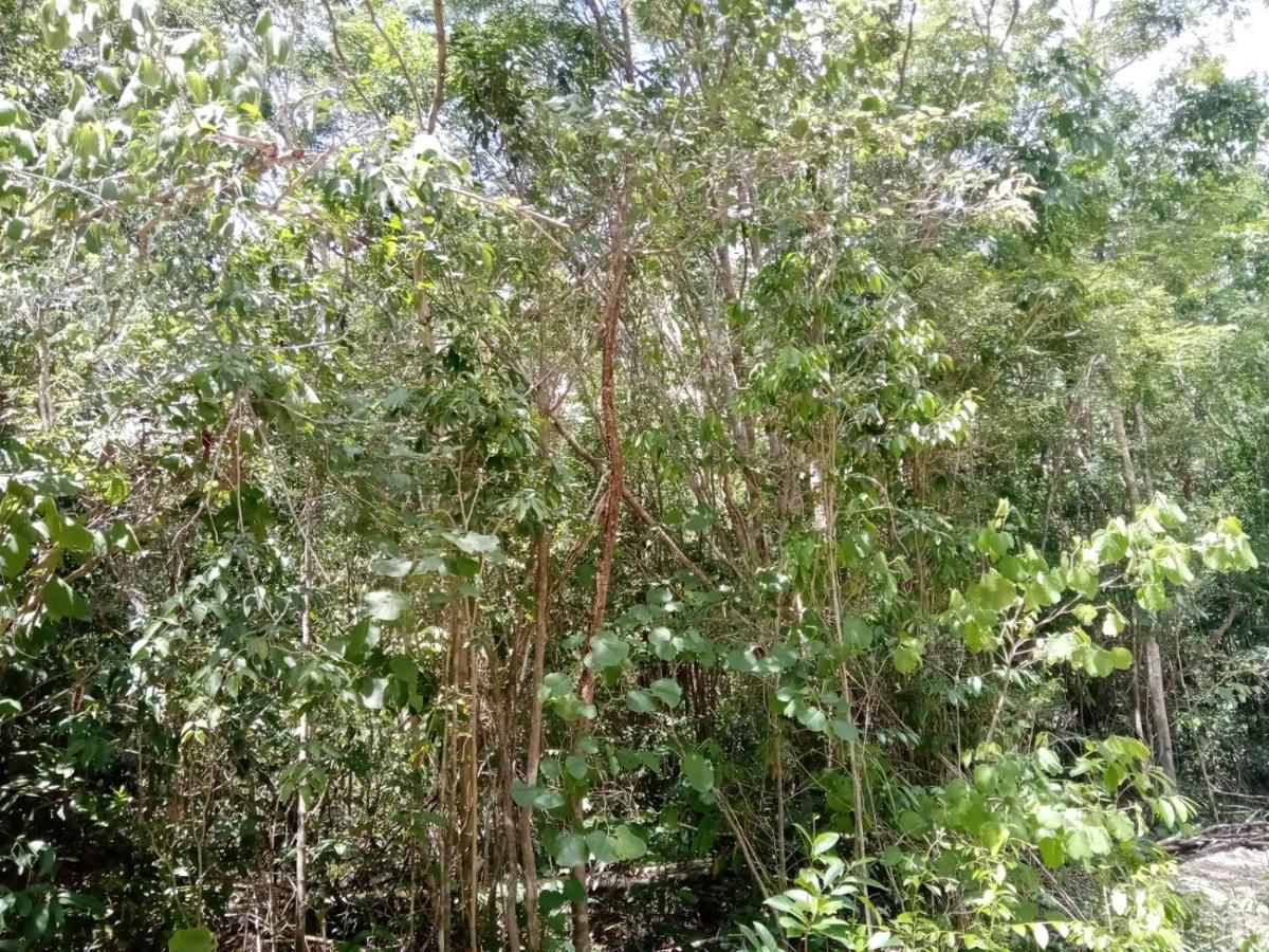 Ecolodge Uh May Francisco Uh May Luaran gambar