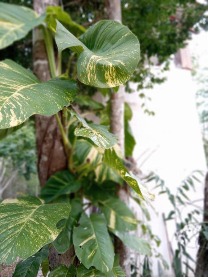 Ecolodge Uh May Francisco Uh May Luaran gambar